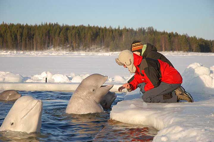 beluga white whales swimming snorkeling diving white sea karelia russia animals kola travel