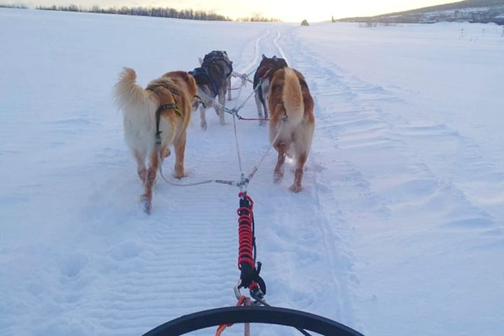 If you are fond of husky dogs and you don't have time for a full day program then this program is a nice option for you. Excursion on the husky farm and a sled ride with the huskies in Russian Lapland on Kola Peninsula.